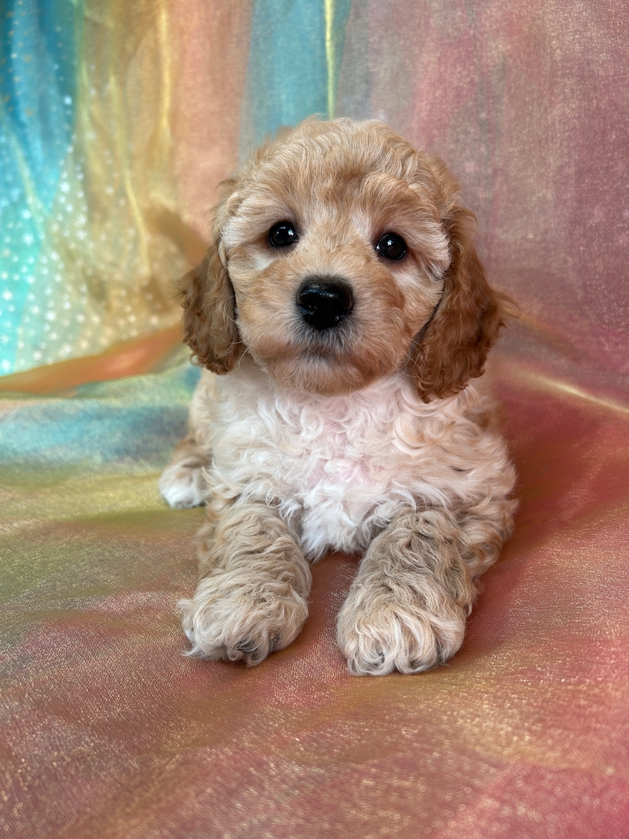 Male Bichon Poodle DOB 11-7-2024 $850